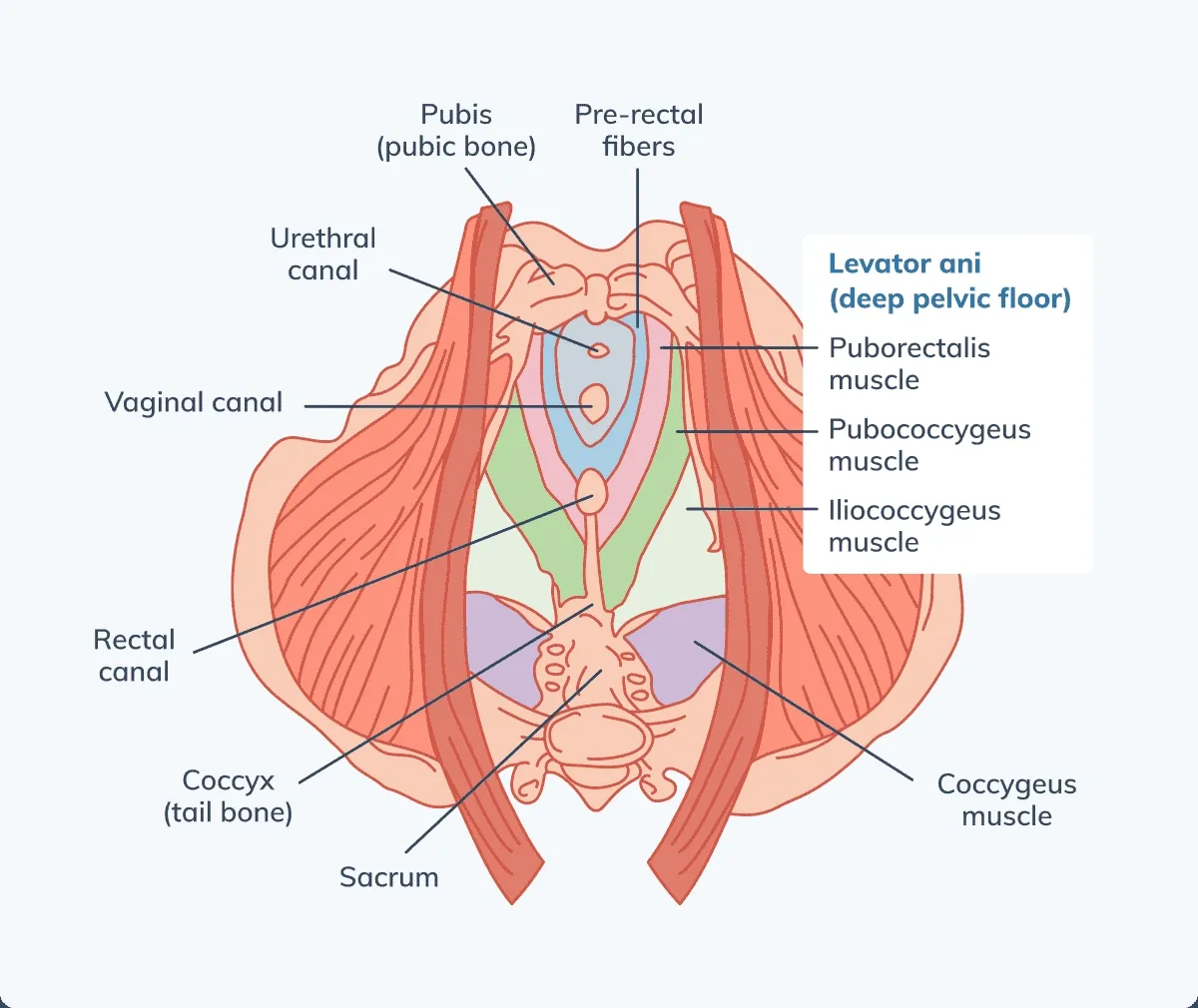 Diagram of the pelvic floor muscle anatomy