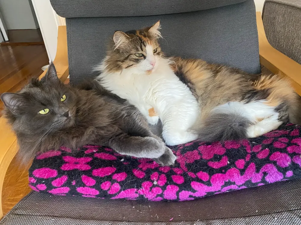 Two fluffy cats, one gray and one calico, curled up together on a chair cushion