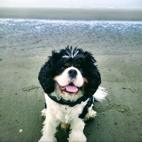 Nova