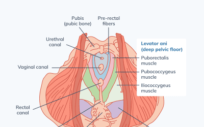 What does pelvic floor therapy do?