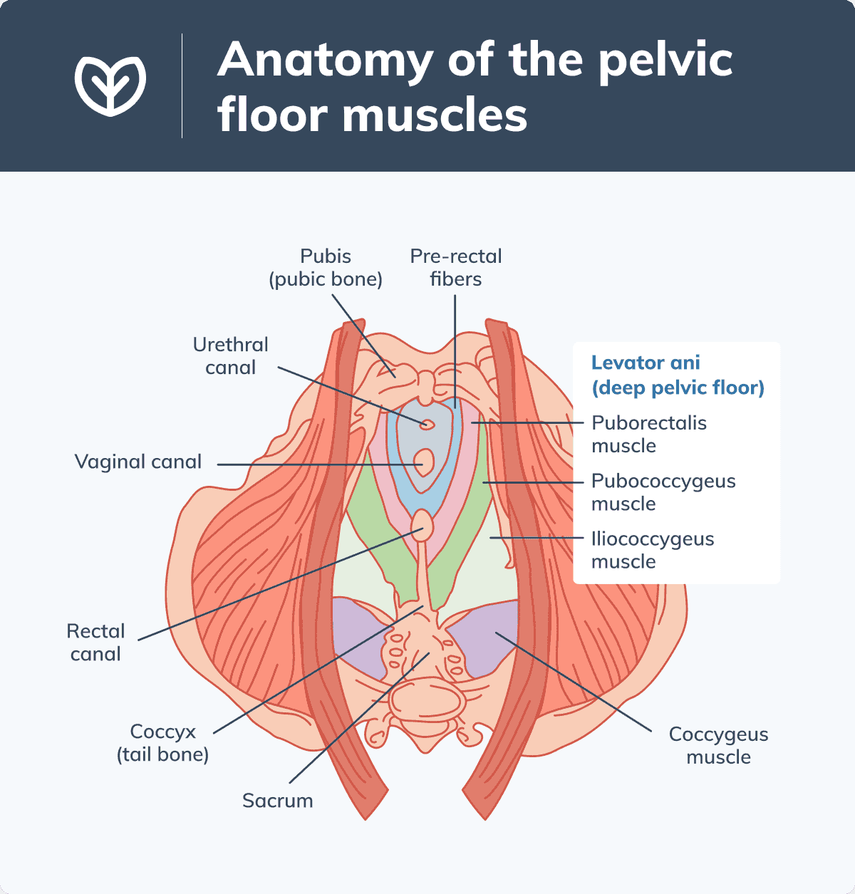 What does pelvic floor therapy do?